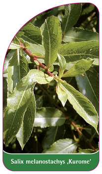 Salix melanostachys ,Kurome'