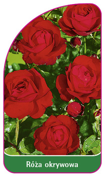 Róza okrywowa Nr. 309 B