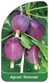 Agrest 'Rolonda'