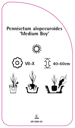 Pennisetum alopecuroides 'Medium Boy'