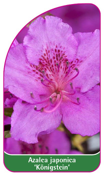 Azalea japonica 'Königstein'