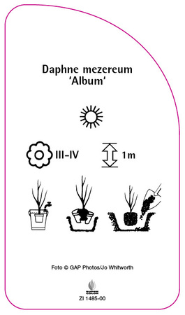 Daphne mezereum 'Album'