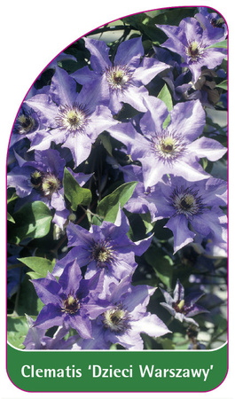 Clematis 'Dzieci Warszawy'