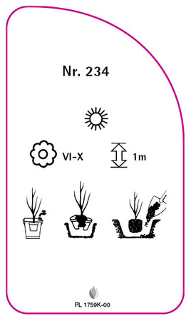 Velkokvětá růže č. 234