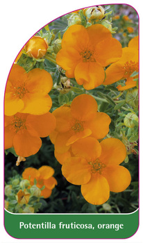 Potentilla fruticosa orange