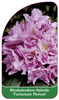 Rhododendron-Hybride 'Fastuosum Plenum'