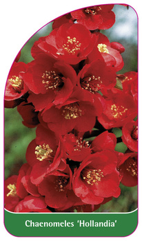 Chaenomeles 'Hollandia'