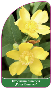 Hypericum dummeri 'Peter Dummer'