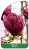 Magnolia 'Genie'