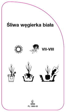 Sliwa wegierka biala