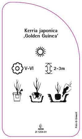 Kerria japonica ,Golden Guinea'