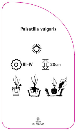 Pulsatilla vulgaris