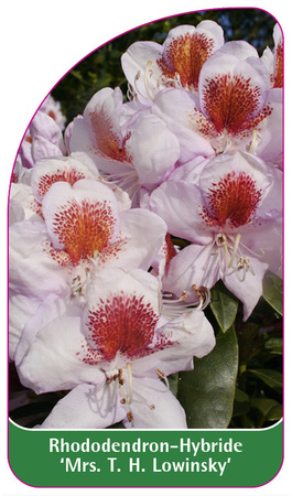 Rhododendron-Hybride 'Mrs. T. H. Lowinsky'