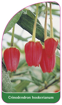 Crinodendron hookerianum