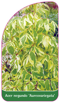 Acer negundo 'Aureovariegata'