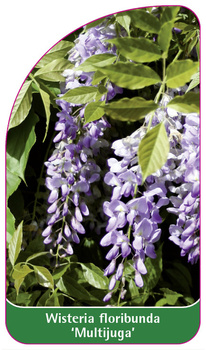 Wisteria floribunda 'Multijuga'