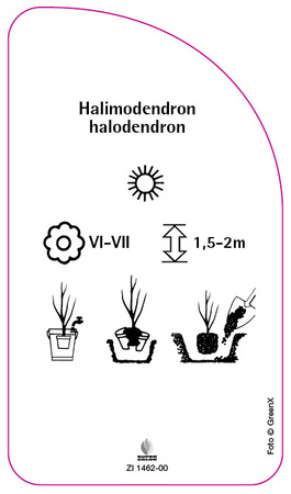 Halimodendron halodendron