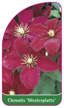 Clematis 'Westerplatte'