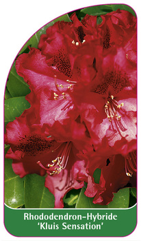 Rhododendron-Hybride 'Kluis Sensation'