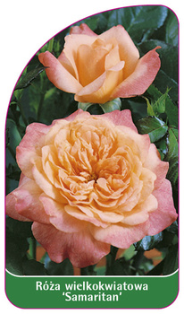 Velkokvětá růže 'Samaritan'