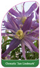 Clematis 'Jan Lindmark'