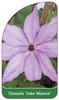 Clematis 'John Warren'