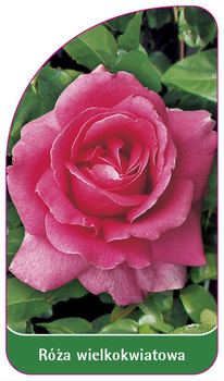 Róza wielkokwiatowa Nr. 201
