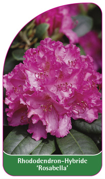 Rhododendron-Hybride 'Rosabella'
