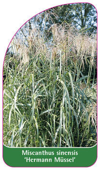 Miscanthus sinensis 'Hermann Müssel'