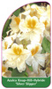 Azalea Knap-Hill-Hybride 'Silver Slipper''