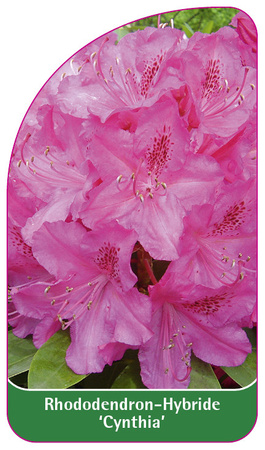 Rhododendron-Hybride 'Cynthia'