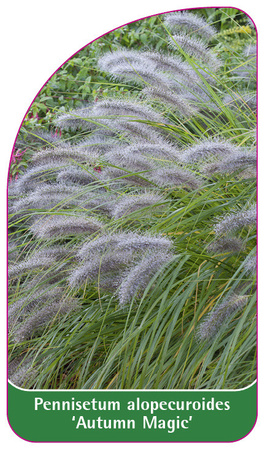 Pennisetum alopecuroides 'Autumn Magic'