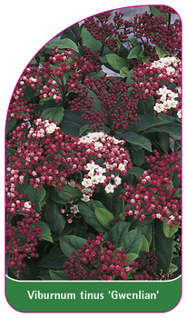 Viburnum tinus 'Gwenlian'