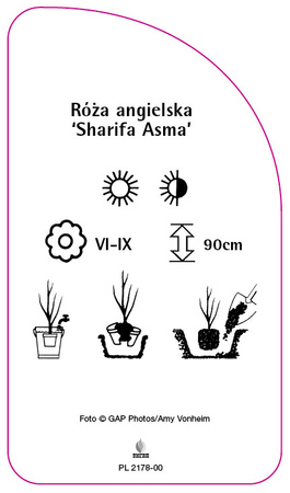 Róza angielska 'Sharifa Asma'