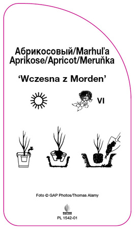 Meruňka 'Early of Morden'