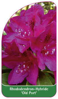 Rhododendron-Hybride 'Old Port'