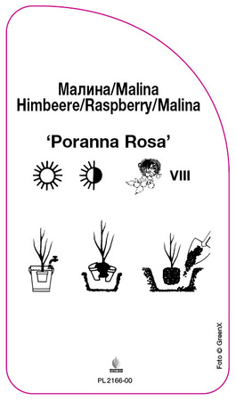 Malina zolta 'Poranna Rosa'
