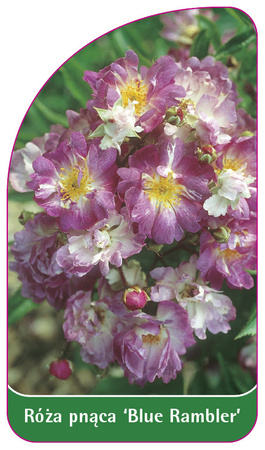 Pnoucí růže 'Blue Rambler'