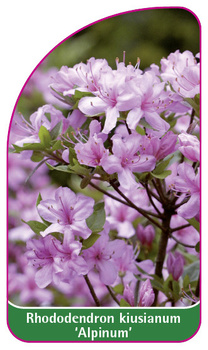Rhododendron kiusianum 'Alpinum'