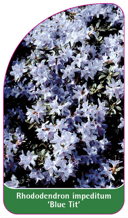 Rhododendron impeditum 'Blue Tit'