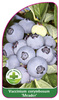Vaccinium corymbosum 'Meader'
