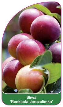 Śliwa 'Renkloda Jerozolimka''