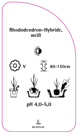 Rhododendron-Hybride, weiß