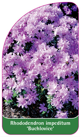 Rhododendron impeditum 'Buchlovice'