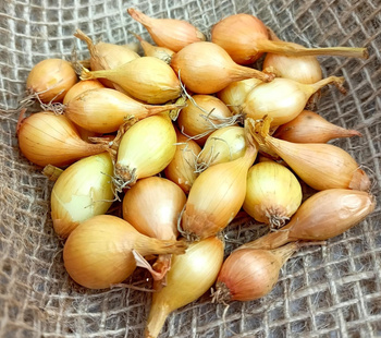 Cebula Dymka I Wolska - KOMPLET 0,5KG