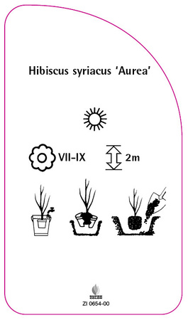 Hibiscus syriacus 'Aurea'