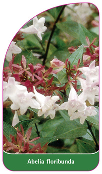 Abelia floribunda
