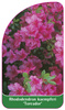 Rhododendron kaempferi 'Toreador'