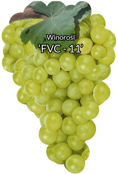 Winorośl FVC 11