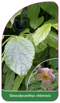Sinocalycanthus chinensis